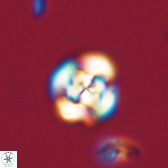 Cyclagelosphaera tetracycla 70375