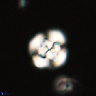 Cyclagelosphaera tetracycla 70376