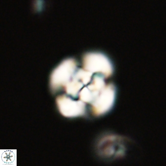 Cyclagelosphaera tetracycla 70376