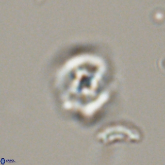 Cyclagelosphaera tetracycla 70377