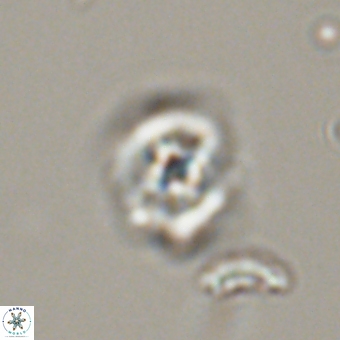 Cyclagelosphaera tetracycla 70377
