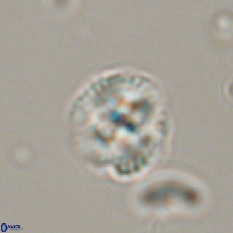 Cyclagelosphaera tetracycla 70378