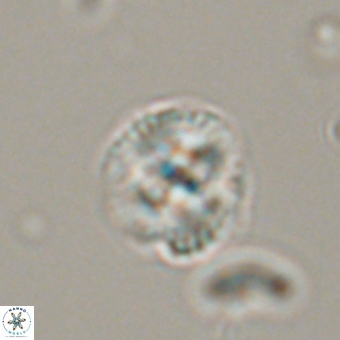 Cyclagelosphaera tetracycla 70378