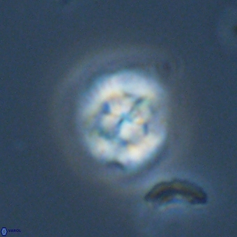 Cyclagelosphaera tetracycla 70379