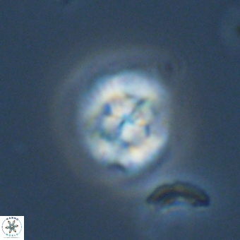 Cyclagelosphaera tetracycla 70379