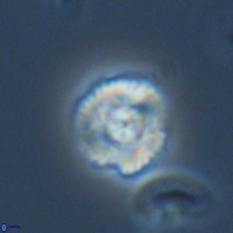 Cyclagelosphaera tetracycla 70380