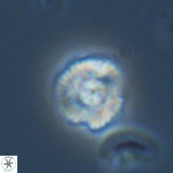 Cyclagelosphaera tetracycla 70380