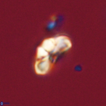 Cyclagelosphaera tetracycla 70382