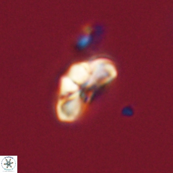 Cyclagelosphaera tetracycla 70382