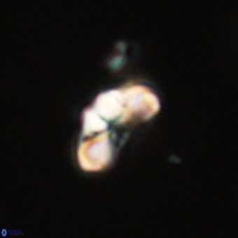Cyclagelosphaera tetracycla 70383