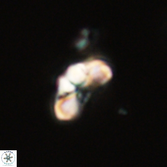 Cyclagelosphaera tetracycla 70383