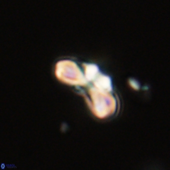 Cyclagelosphaera tetracycla 70384