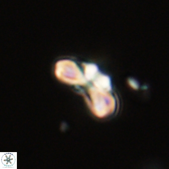 Cyclagelosphaera tetracycla 70384