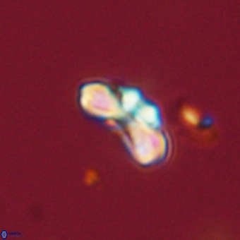 Cyclagelosphaera tetracycla 70385