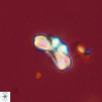 Cyclagelosphaera tetracycla 70385