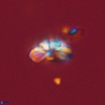 Cyclagelosphaera tetracycla 70386