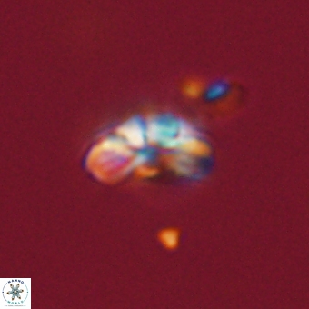 Cyclagelosphaera tetracycla 70386