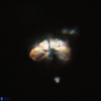 Cyclagelosphaera tetracycla 70387