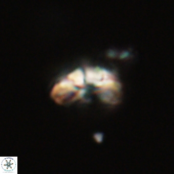 Cyclagelosphaera tetracycla 70387
