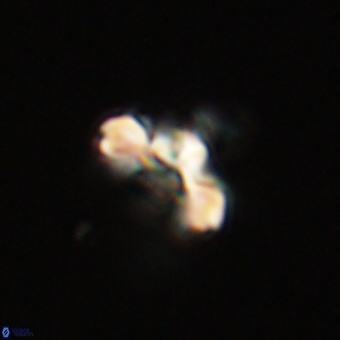 Cyclagelosphaera tetracycla 70388