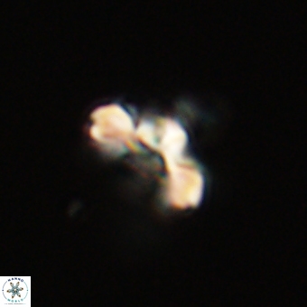 Cyclagelosphaera tetracycla 70388