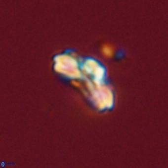 Cyclagelosphaera tetracycla 70389