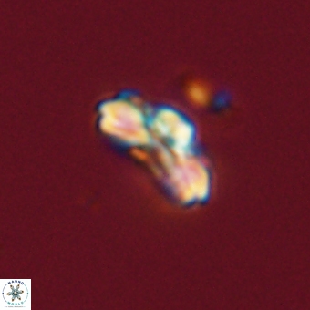 Cyclagelosphaera tetracycla 70389