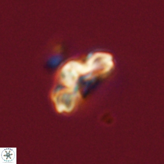 Cyclagelosphaera tetracycla 70390