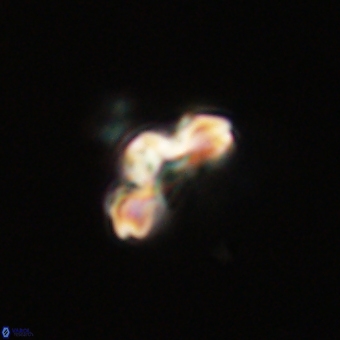 Cyclagelosphaera tetracycla 70391