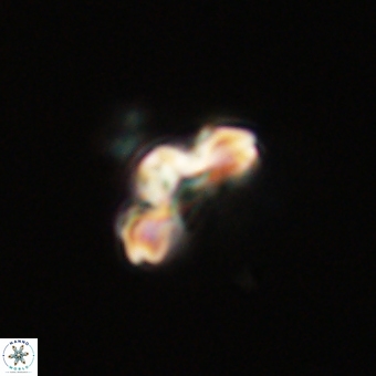 Cyclagelosphaera tetracycla 70391