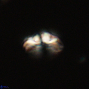 Cyclagelosphaera tetracycla 70392