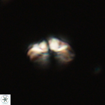 Cyclagelosphaera tetracycla 70392