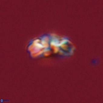 Cyclagelosphaera tetracycla 70393