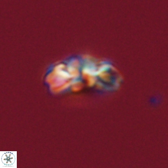 Cyclagelosphaera tetracycla 70393