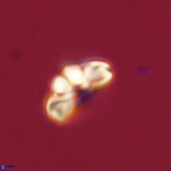 Cyclagelosphaera tetracycla 70394