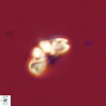 Cyclagelosphaera tetracycla 70394