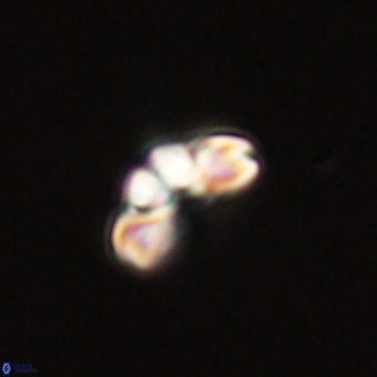 Cyclagelosphaera tetracycla 70395