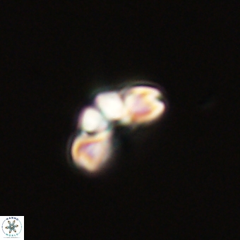 Cyclagelosphaera tetracycla 70395