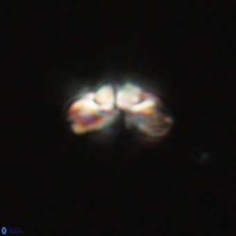 Cyclagelosphaera tetracycla 70396