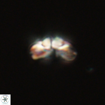 Cyclagelosphaera tetracycla 70396