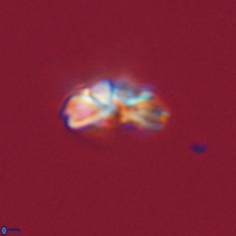 Cyclagelosphaera tetracycla 70397