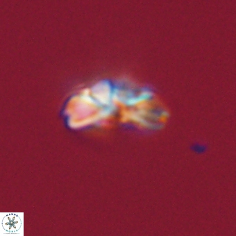 Cyclagelosphaera tetracycla 70397
