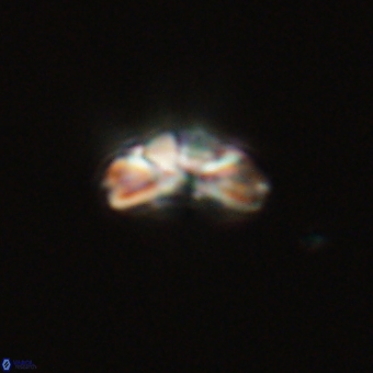 Cyclagelosphaera tetracycla 70398
