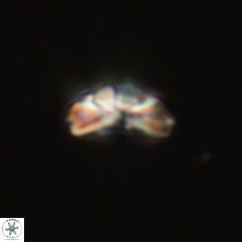 Cyclagelosphaera tetracycla 70398