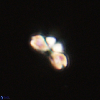 Cyclagelosphaera tetracycla 70399