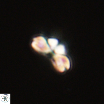 Cyclagelosphaera tetracycla 70399