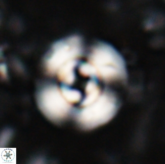 Cyclicargolithus neogammation 27130