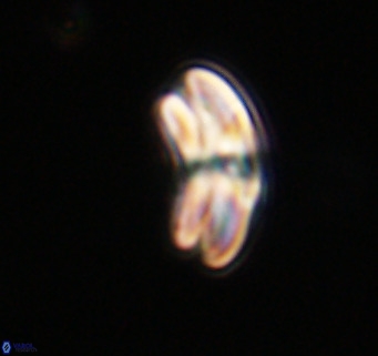 Cyclicargolithus neogammation VR 33759