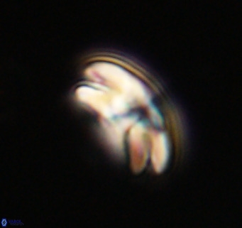 Cyclicargolithus neogammation VR 33762
