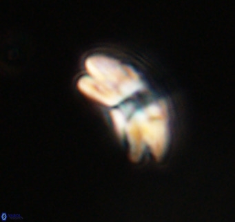 Cyclicargolithus neogammation VR 33763